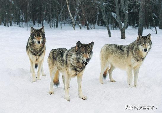 《狼群》（狼群美剧双男主美剧）